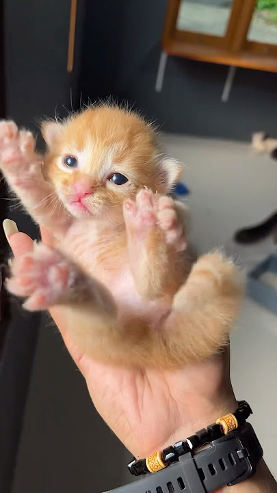 Cara membedakan anak kucing jantan dan betina #cat #catlover #kucinglucu #kitten #tutorial