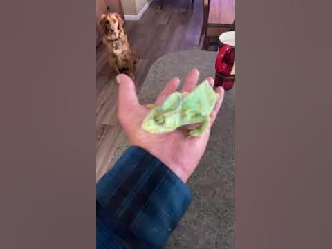 Chameleon is dying - YouTube
