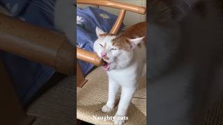 Funny Cat Moments That Will Make You Laugh 😂#cat