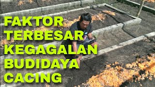 Penyebab Kegagalan Pada Budidaya Cacing