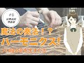 【箏のハーモニクス】プロ級の綺麗な音を出すコツ！/宙舞箏曲部#8