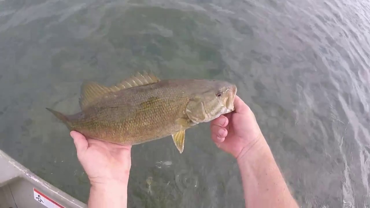 Fly Fishing for Smallmouth Bass Using a Two Fly Rig. YouTube