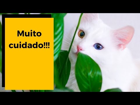 Vídeo: Considerações De Primavera Para Gatos
