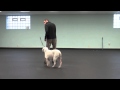 Follow me, Yield To Me - Tyler Muto's Dogmanship