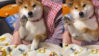 【柴犬】お母さんに抱っこしてもらいながらおやつおねだりする犬が可愛い。
