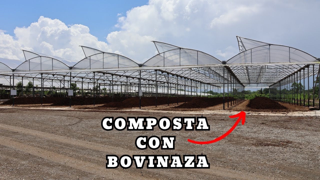 ¿Cómo hacer COMPOSTA con BOVINAZA? ¡Así lo hace Colono Real!