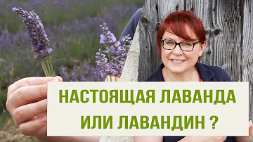 Это не настоящая Лаванда! Лаванда или Лавандин? Почему эфирное масло Лаванды не может быть дешевым