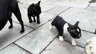 Upset French bulldog puppies want to play with moms football - Day 57