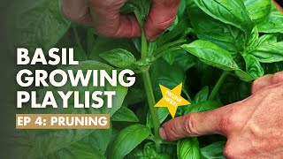 (Ep 4/8) How to Prune Basil - Basil Growing Guide