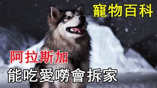 【阿拉斯加雪橇犬Alaskan Malamute】既是溫順的回頭率收割機也是愛聊天愛撕家的大胃王