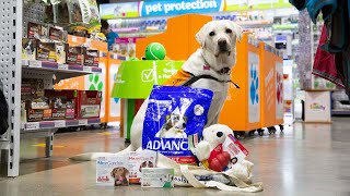 It&#39;s Guide Dog Month at PETstock!