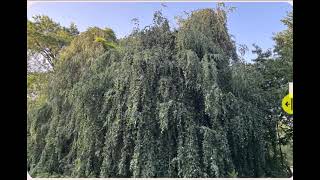 Weeping Beech Tree Summer and Winter Comparison