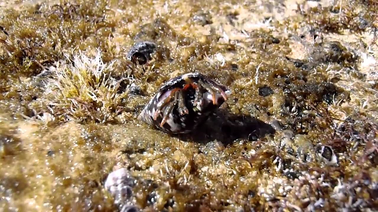 Liten krabba i en liten snäcka :D