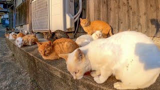 夕方の猫の集会に行ってきた