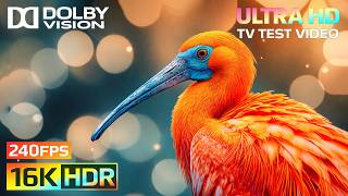 Amazing OLED HDR Test 16K Video  Dolby Vision 8K HDR 120FPS 8K4K Video TV