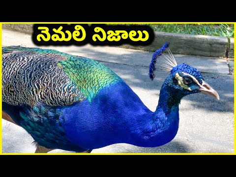 ❤️ USA Telugu Vlogs ❤️ (Peacock)