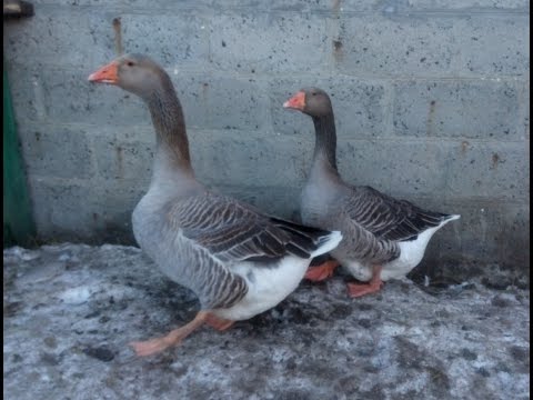 Породы гусей. Крупный серый, Борковская линия. Сколько весят гуси.