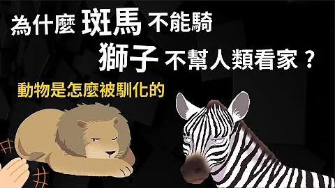 為什麼人類不騎斑馬? 獅子不幫人類看家  動物是怎麼被馴化的? 【馴化的歷史】 - 天天要聞