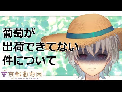 【 農業雑談 】葡萄の出荷が遅れまくってます...【 京都みこ / Vtuber 】