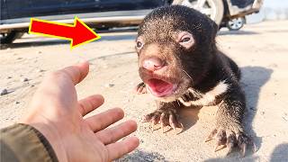Details An Abandoned Bear Cub Cried for Its Mother, Then One Man Changed Everything! News