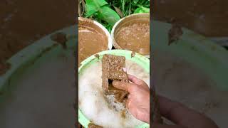 kalau Kau Sukashorts funny funnycutebaby