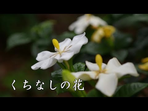 くちなしの花　 渡哲也