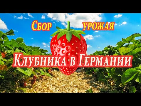 Сезон сбора клубники