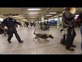 New Vapor Wake Dogs Are Specially Trained To Detect Explosives Even In a Crowd