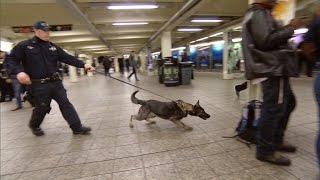 New Vapor Wake Dogs Are Specially Trained To Detect Explosives Even In a Crowd