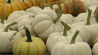 Drought could impact pumpkin size this fall, farmers say