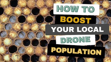 Easy Method To Boost Local Drone Population