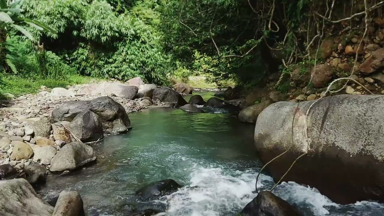 Let The Peaceful Forest Stream with Calming Water Sounds Guide You Into Relaxation