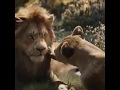 شاهد جمال الحب و الإخلاص و الوفاء بين الزوجين شاهد بنفسك و أنظر كيف هو الحب و الوفاء