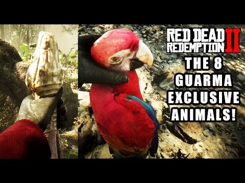 Видео: Пътеводител за притежаването на Scarlet Macaw
