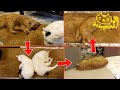 茶トラ猫「ひろし」お気に入りエリアを弟妹に占領され…ふて腐れソファのクッションに顔を埋め、ふて寝zzZZZ