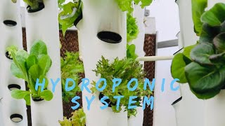 How to Build a DIY Hydroponic Vegetable Garden - The Simple Step-By-Step Guide