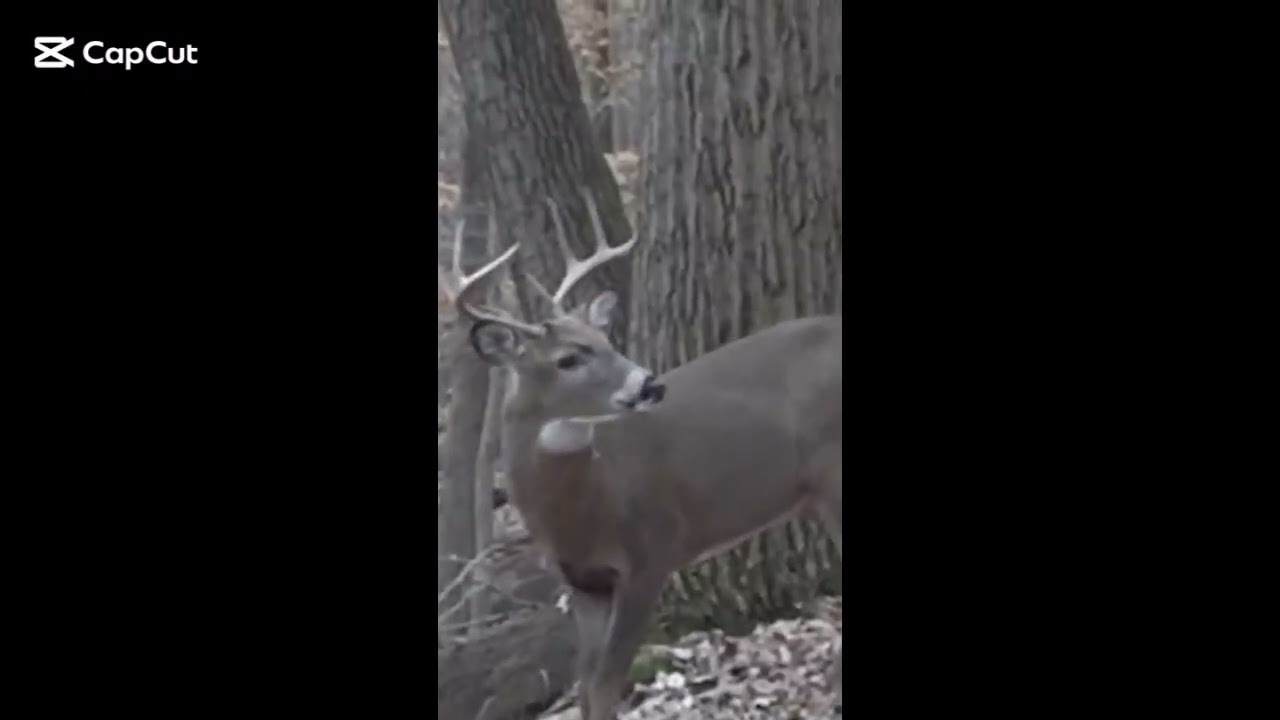 Early Morning Deer Hunt Success 