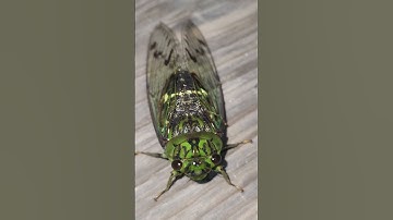 Cicadas
