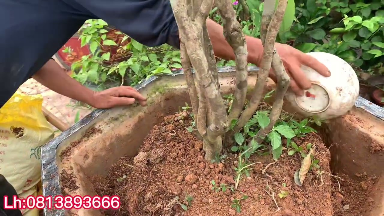 Kỹ thuật bón phân gà cho cây trà hoa vàng trên chậu #nhavuontamden .