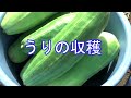 漬物にすると美味しいうりの収穫 #13 2019/08/22