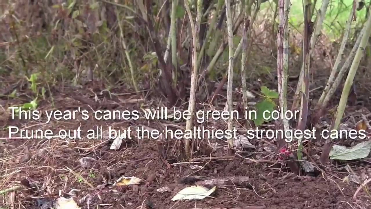 Pruning Floricane Raspberries in Fall Eng