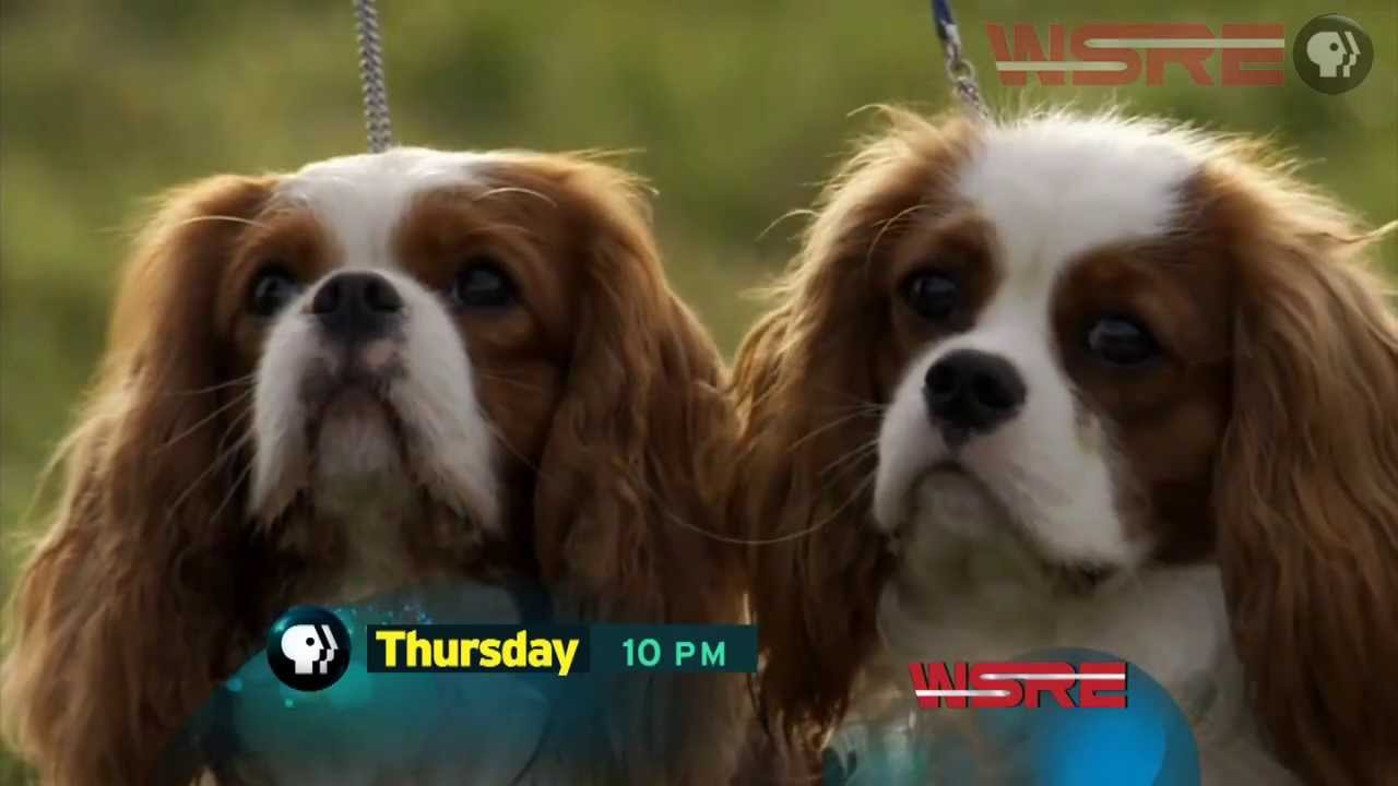 NOVA: DOGS DECODED - YouTube