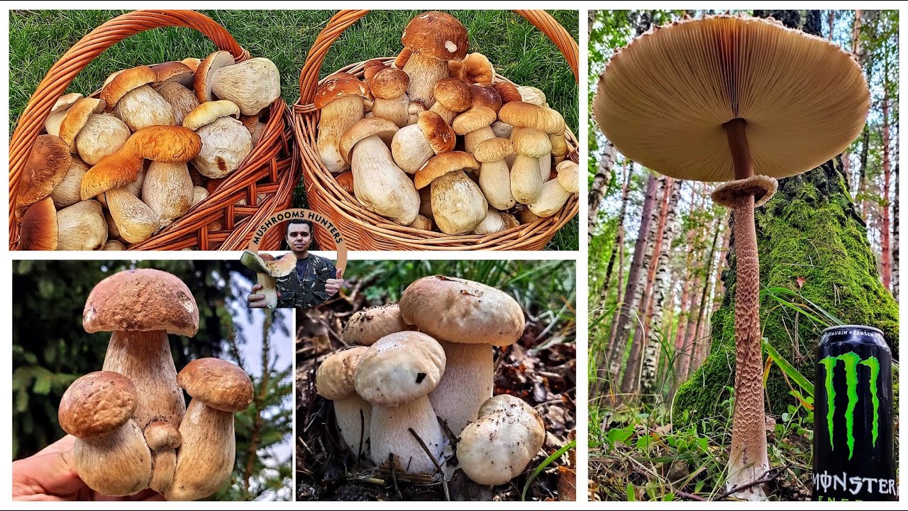 Hríby Huby 1.9.2021 Záhorie Senica Dubákový masakr Mega Monster Bedle Funghi Grzyby Houby mushrooms