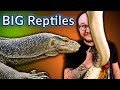 Top 5 GIANT Reptiles and Their Smaller Alternatives