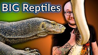 Top 5 GIANT Reptiles and Their Smaller Alternatives