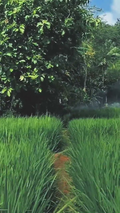 Story WA 30 detik aesthetic di sawah | Suling Sunda #shortvideo