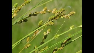 White Sedge