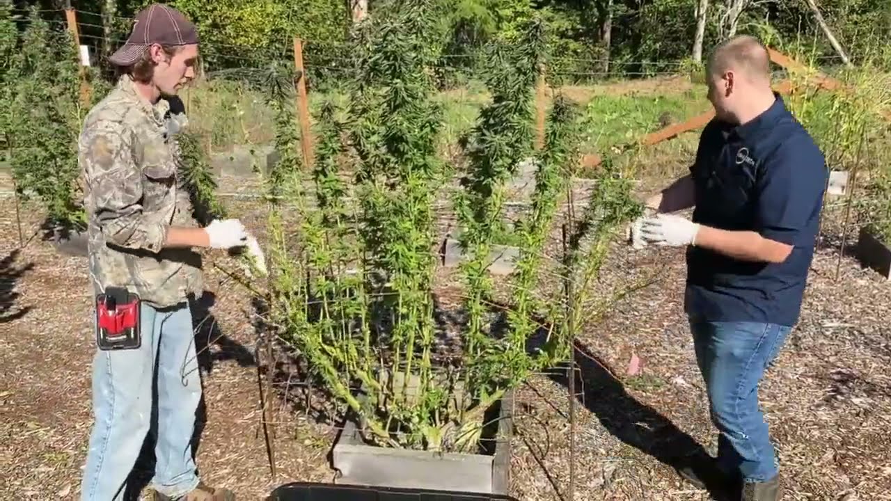 Live Resin: All Will Be Revealed  - Luna Technologies - Webinar #5