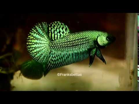 Wild betta fish hybrid green - Renowned quality by Franksbettas 