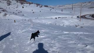 Truff the Schipperke excited in the snow by Truffle the Schipperke 121 views 1 year ago 40 seconds